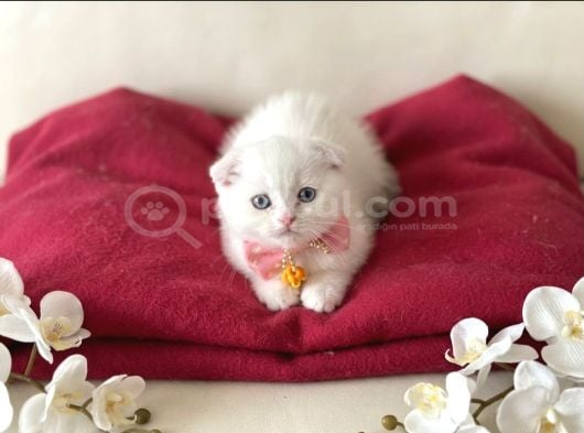 Scottish Fold Dişi Yavrumuza Yuva Uyguna İstanbul Eyüp