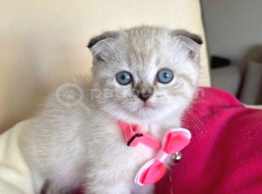 Scottish Fold Dişi Yavrumuza Yuva Uyguna Eyüp İstanbul