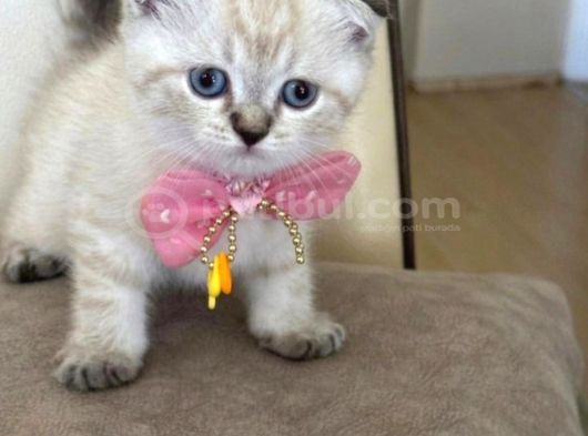 Scottish Fold Dişi Yavrumuza Yuva Uyguna Eyüp İstanbul görsel