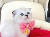 Scottish Fold Dişi Yavrumuza Yuva Uyguna Eyüp İstanbul