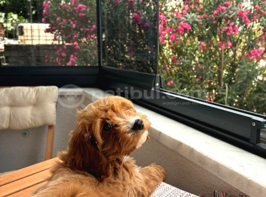30 Mart Doğumlu Erkek Malti̇poo Yavrumuz görsel
