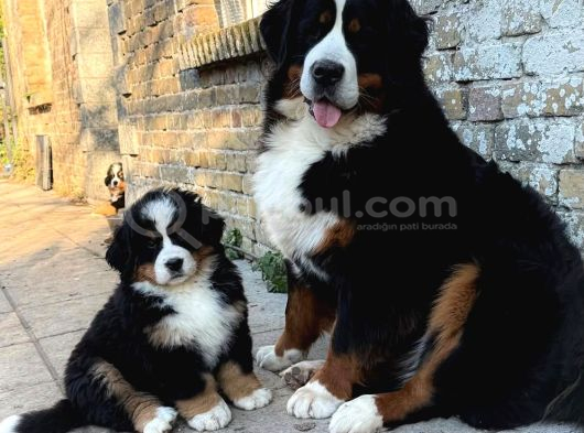 EGİTİMLİ BERNESE YAVRULAR
