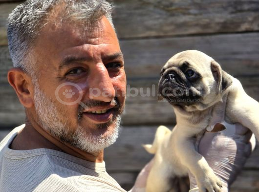 Mükemmel  Kalite Pug Moğs  Yavruları Burkemden görsel
