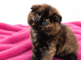 A kalite longhair ve Shorthair bebekler