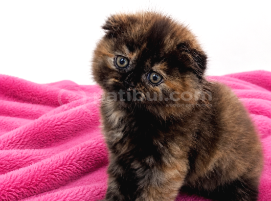 A Kalite Longhair Ve Shorthair Bebekler