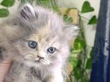 A Kalite Longhair Ve Shorthair Bebekler