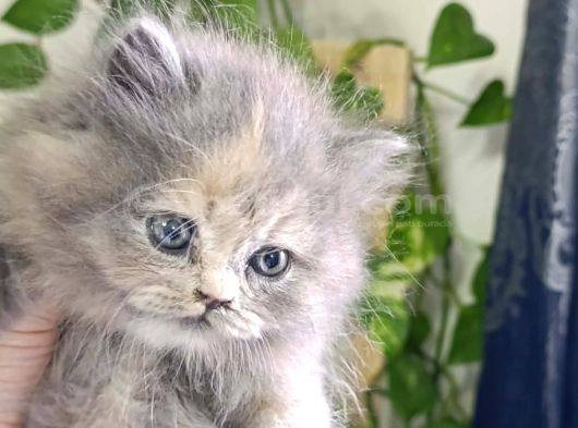 A Kalite Longhair Ve Shorthair Bebekler görsel