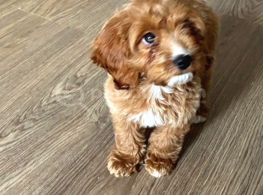 30 Mart Doğumlu Erkek Malti̇poo Yavrumuz görsel