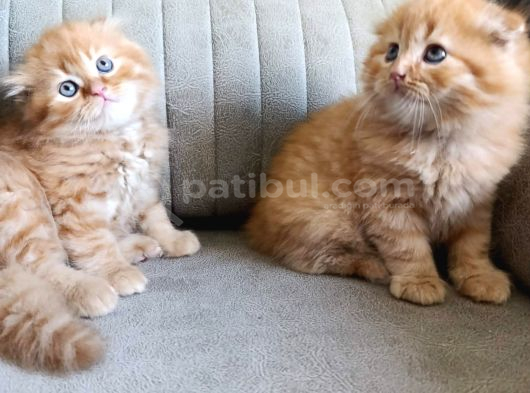 A Kalite Longhair Ve Shorthair Bebekler görsel
