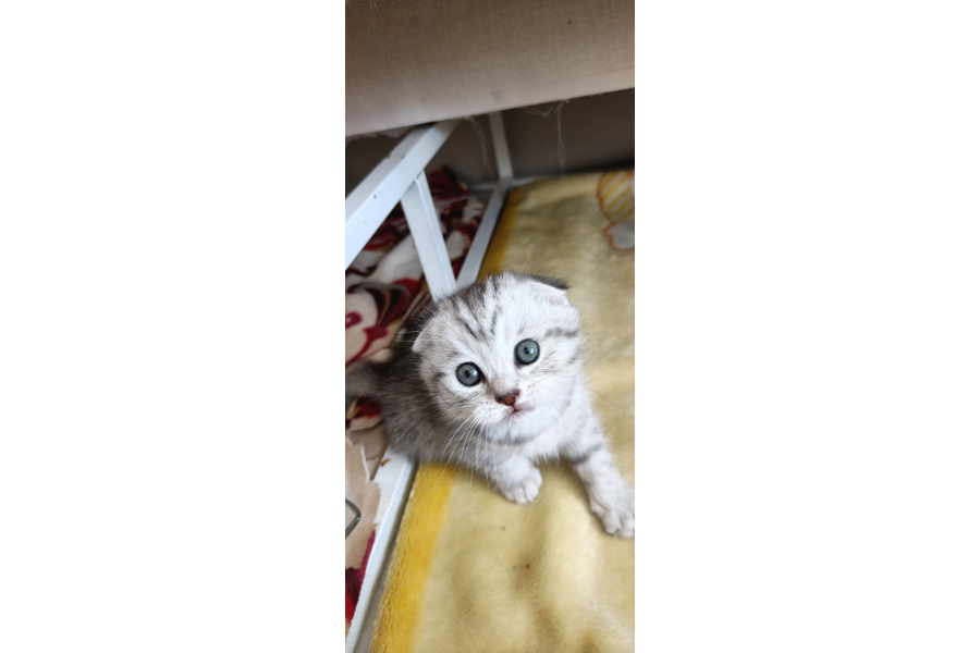 Teslıme Hazır Son Yavrum Ankara Erkek