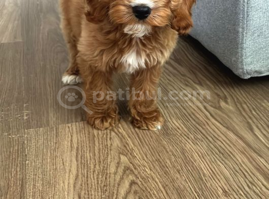 30 Mart Doğumlu Erkek Malti̇poo Yavrumuz görsel