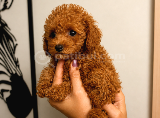 Toy Poodle Red Erkek Dişi Yavrular Sağlıklı Aşılı 3 Aylık görsel