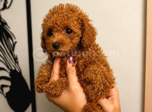 Toy Poodle Yavru Erkek Dişi Yavrular Üçretsiz Teslimat görsel