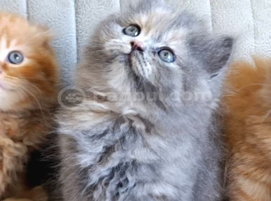 Safkan A kalite longhair bebekler İstanbul