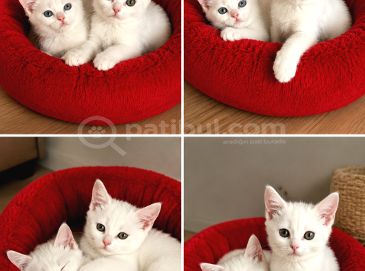 Britişh Shorthair Beylikdüzü İstanbul görsel
