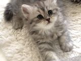 Silver t longhair dişi