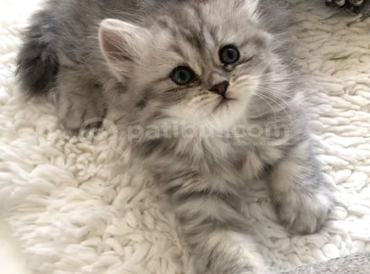 Silver t longhair dişi