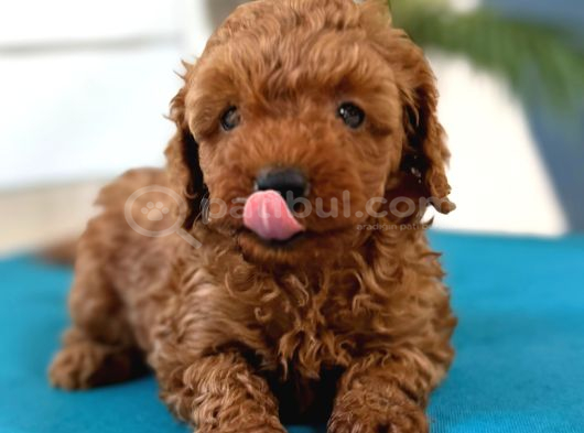 Safkan Toy Poodl Yavrularım görsel