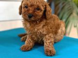 Safkan Toy Poodl Yavrularım