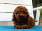 Safkan toy poodl yavrularım