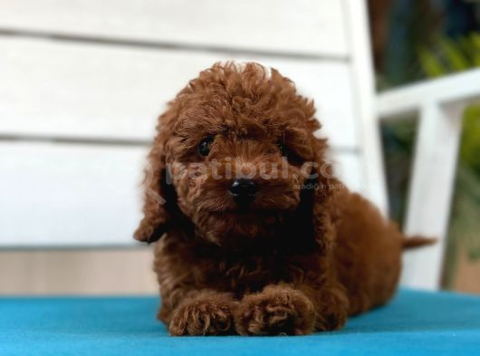 Safkan toy poodl yavrularım