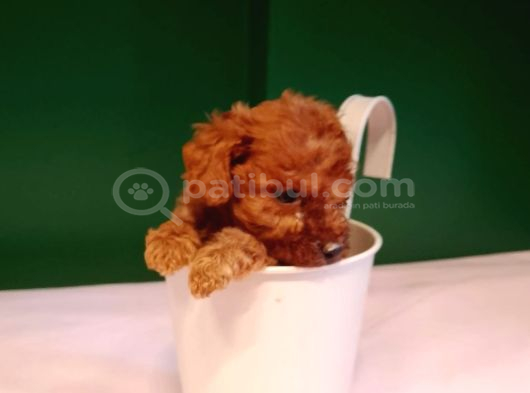 A Kalite Teacup Poodle Bebeklerimiz görsel