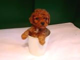 A kalite teacup poodle bebeklerimiz