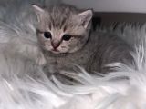 5 Bin Tl British Scottish Minoşlar İstanbul Cins Kedi