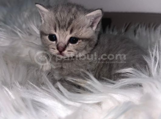 5 Bin Tl British Scottish Minoşlar İstanbul Cins Kedi görsel