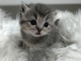 5 Bin Tl British Scottish Minoşlar İstanbul Cins Kedi