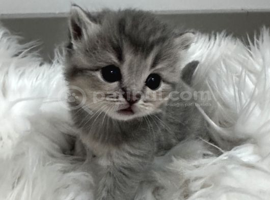 5 Bin Tl British Scottish Minoşlar İstanbul Cins Kedi görsel