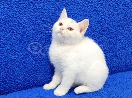 Bu Güzelli̇k Yeni̇ Sahi̇bi̇ni̇ Ariyor görsel