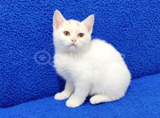 Bu Güzelli̇k Yeni̇ Sahi̇bi̇ni̇ Ariyor görsel