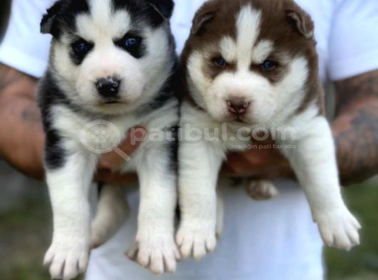 HUSKY YAVRULARIMIZ HAZIR