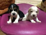 BEAGLE Safkan yavrular uzun kulaklı