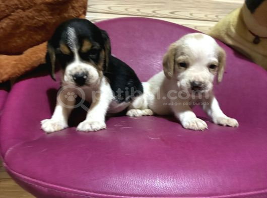 BEAGLE Safkan yavrular uzun kulaklı