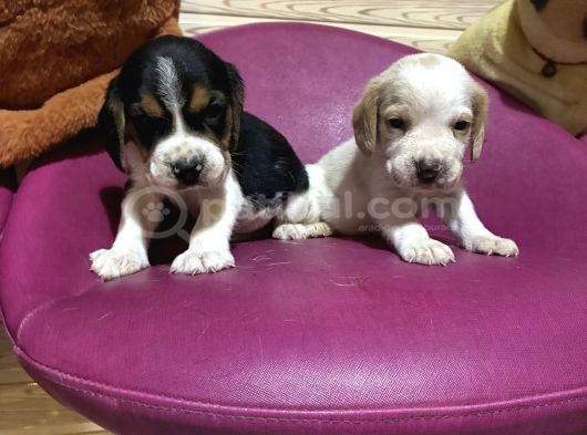 Beagle Safkan Yavrular Uzun Kulaklı görsel