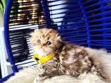 Şampiyon Kan Hattından Scottish Longhair Golden Tabby