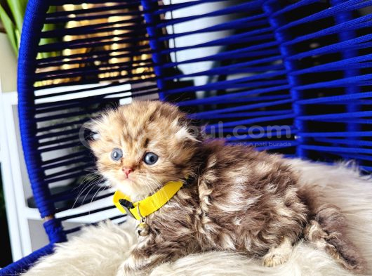 Şampiyon Kan Hattından Scottish Longhair Golden Tabby görsel