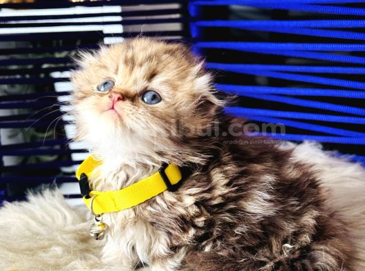 Şampiyon Kan Hattından Scottish Longhair Golden Tabby görsel