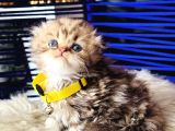 Şampiyon Kan Hattından Scottish Longhair Golden Tabby