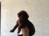 En Koyusunu İsteyene Dark Redbrown Erkek Kore Toy Poodle