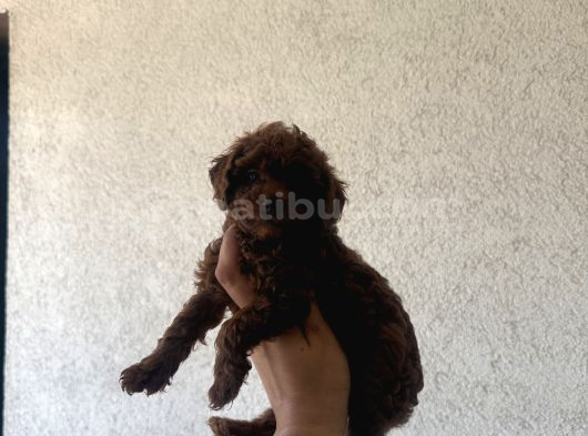 En Koyusunu İsteyene Dark Redbrown Erkek Kore Toy Poodle görsel