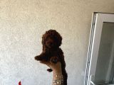 En Koyusunu İsteyene Dark Redbrown Erkek Kore Toy Poodle