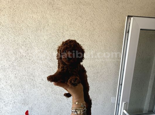 En Koyusunu İsteyene Dark Redbrown Erkek Kore Toy Poodle görsel