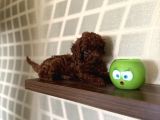 En koyusunu İsteyene Dark Redbrown Erkek Kore Toy Poodle