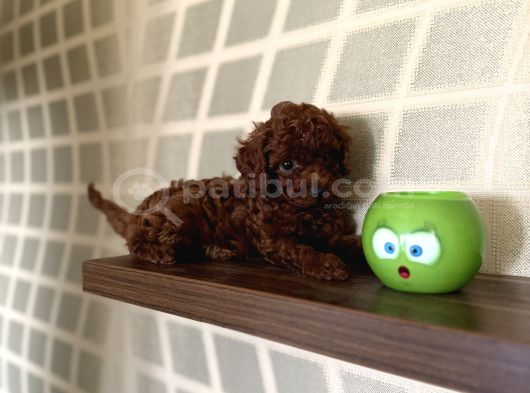 En koyusunu İsteyene Dark Redbrown Erkek Kore Toy Poodle