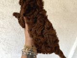 En Koyusunu İsteyene Dark Redbrown Erkek Kore Toy Poodle