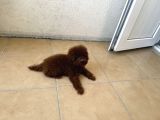 En Koyusunu İsteyene Dark Redbrown Erkek Kore Toy Poodle