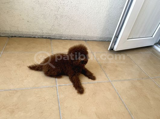 En Koyusunu İsteyene Dark Redbrown Erkek Kore Toy Poodle görsel